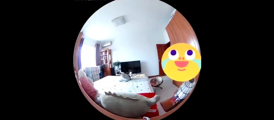 视频丨不装监控，你都不知道宠物在床上干嘛